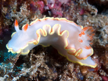 Red-Tipped Sea Goddess - Glossodoris sedna