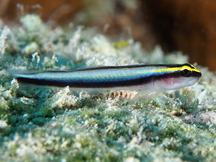 Sharknose Goby - Elacatinus evelynae