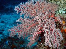 Cherry Blossom Coral - Siphonogorgia godeffroyi