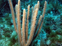 Slit-Pore Sea Rods - Plexaurella spp.