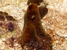 Vagabond Boring Sponge - Spheciospongia vagabunda