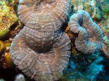 Spiny Flower Coral - Mussa angulosa