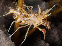 Spiny Tiger Shrimp - Phyllognathia ceratophthalma