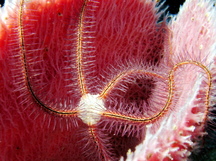 Sponge Brittle Star - Ophiothrix suensonii