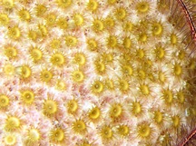 Sponge Zoanthid - Umimayanthus parasiticus