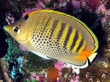 Spot-Banded Butterflyfish - Chaetodon punctatofasciatus