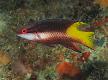 Spotfin Hogfish - Bodianus pulchellus