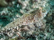 Spotted Dragonet - Diplogrammus pauciradiatus