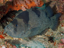 Bearded Soapfish - Pogonoperca punctata