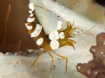Squat Anemone Shrimp - Thor amboinensis