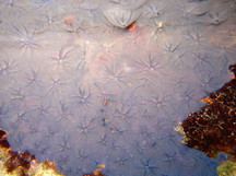 Star Encrusting Sponge - Halisarca caerulea