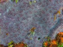Star Encrusting Sponge - Halisarca caerulea