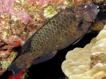 Stareye Parrotfish - Calotomus carolinus