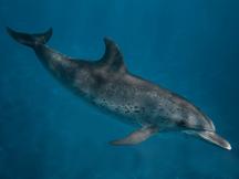 Atlantic Spotted Dolphin - Stenella frontalis