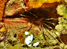 Panamic Arrow Crab - Stenorhynchus debilis