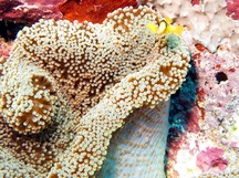 Merten's Sea Anemone - Stichodactyla mertensii