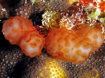 Strawberry Tunicate - Eudistoma sp.