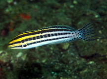 Striped Fangblenny - Meiacanthus grammistes