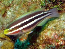 Striped Parrotfish - Scarus iseri
