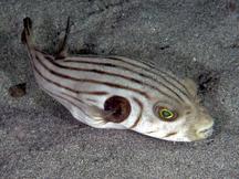 Striped Puffer - Arothron manilensis