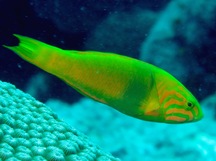 Yellow-Brown Wrasse - Thalassoma lutescens