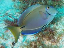 Doctorfish Tang (REEF: common Caribbean reef fishes) · iNaturalist