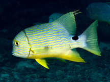 Sailfin Snapper - Symphorichthys spilurus