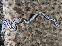 Lampert's Sea Cucumber - Synaptula lamperti