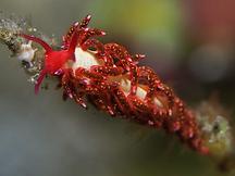 Tenellia sp. 2 - Tenellia sp. 2