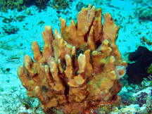 Circular Column Sponge - Topsentia ophiraphidites