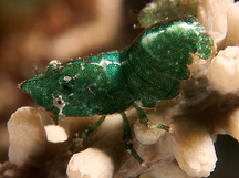 Roughback Shrimp - Trachycaris rugosa