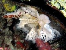 Triphyllozoon inornatum - Triphyllozoon inornatum