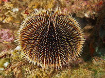 White Sea Urchin - Tripneustes depressus