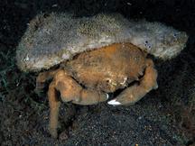Sleepy Sponge Crab - Tumidodromia dormia