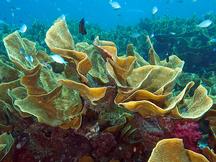 Yellow Scroll Coral - Turbinaria reniformis