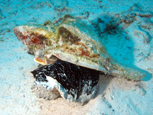 Tropical Reefs - Chank Shells - Show all