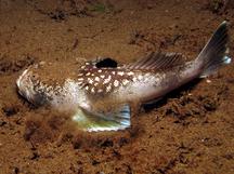 Marbled Stargazer - Uranoscopus bicinctus