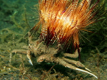Urchin Carry Crab - Dorippe frascone