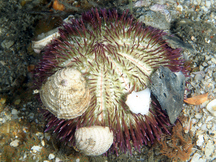 Variegated Urchin - Lytechinus variegatus