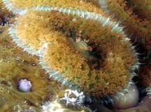 Warty Corallimorph - Rhodactis osculifera