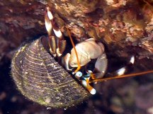 Whitebanded Hermit Crab - Calcinus seurati