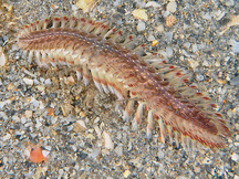 White-Spotted Fireworm - Chloeia sp.