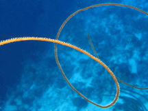 Wire Coral - Cirrhipathes leutkeni