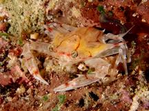 Xiphonectes longispinosus - Xiphonectes longispinosus