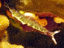 Yellow-Spotted Thuridilla - Thuridilla flavomaculata