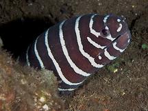 Zebra Moray Eel - Gymnomuraena zebra