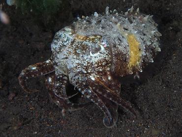 Pharaoh Cuttlefish - Acanthosepion pharaonis - Komodo, Indonesia