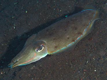Pharaoh Cuttlefish - Acanthosepion pharaonis - Bali, Indonesia