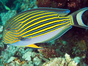 Striped Surgeonfish - Acanthurus lineatus - Bali, Indonesia