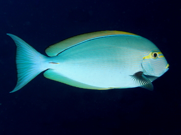 Elongate Surgeonfish - Acanthurus mata - Fiji